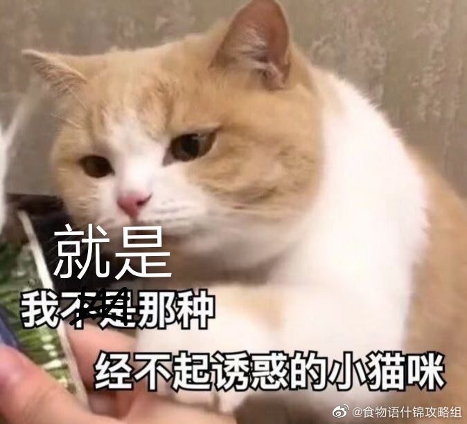 猫猫头