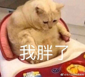 猫猫头