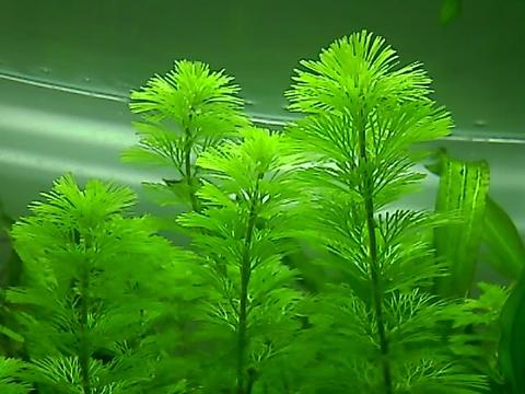 水生植物（金鱼藻）