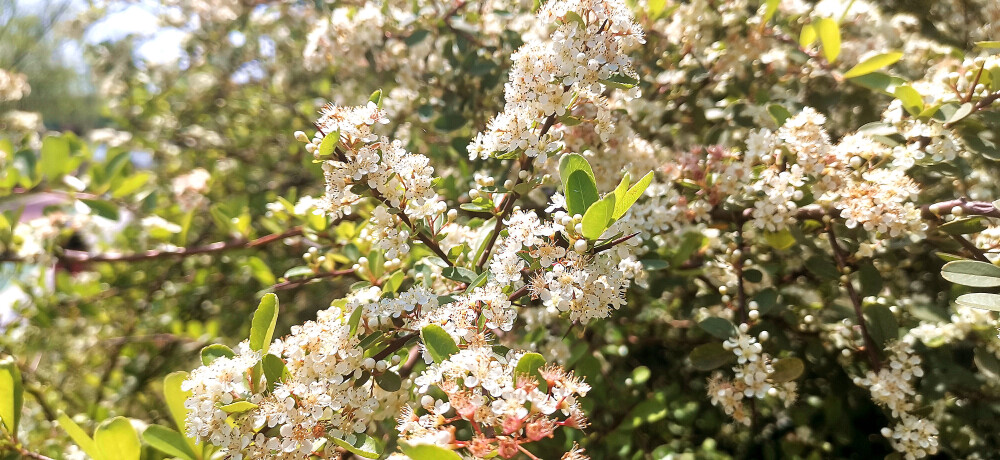 阳春四月，春暖花开。漫步在吉安后河味道，只见岸边上的一排排的火棘花开茂盛。走近一看，翡翠般的叶子中一簇簇的小花缀满枝头，花白胜雪，淡雅素洁。(摄/肖勇)