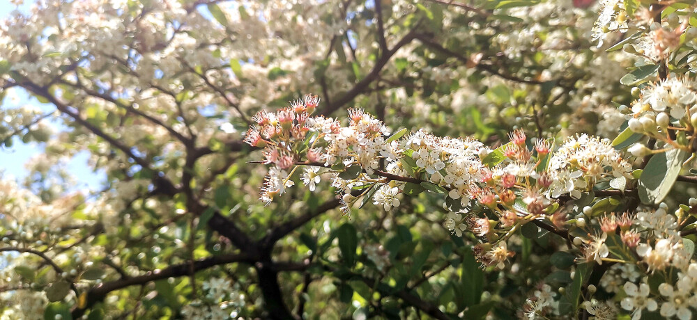 阳春四月，春暖花开。漫步在吉安后河味道，只见岸边上的一排排的火棘花开茂盛。走近一看，翡翠般的叶子中一簇簇的小花缀满枝头，花白胜雪，淡雅素洁。(摄/肖勇)