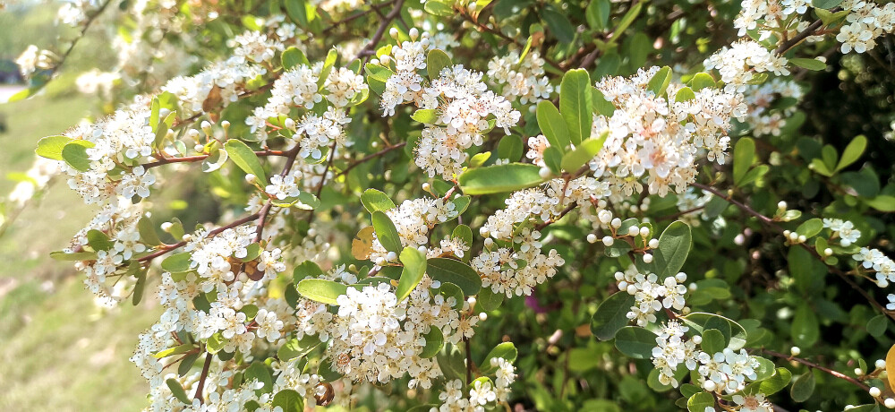 阳春四月，春暖花开。漫步在吉安后河味道，只见岸边上的一排排的火棘花开茂盛。走近一看，翡翠般的叶子中一簇簇的小花缀满枝头，花白胜雪，淡雅素洁。(摄/肖勇)