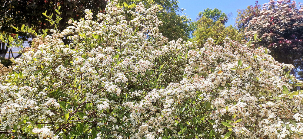 阳春四月，春暖花开。漫步在吉安后河味道，只见岸边上的一排排的火棘花开茂盛。走近一看，翡翠般的叶子中一簇簇的小花缀满枝头，花白胜雪，淡雅素洁。(摄/肖勇)