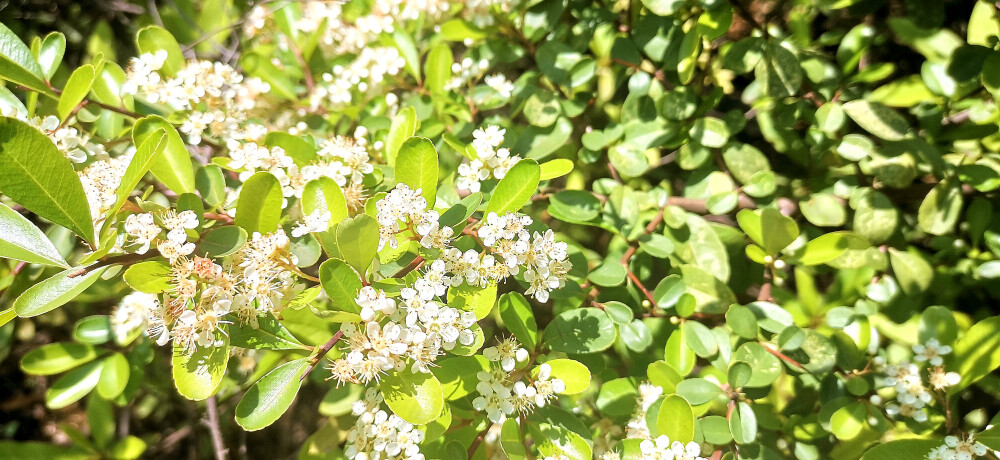 阳春四月，春暖花开。漫步在吉安后河味道，只见岸边上的一排排的火棘花开茂盛。走近一看，翡翠般的叶子中一簇簇的小花缀满枝头，花白胜雪，淡雅素洁。(摄/肖勇)