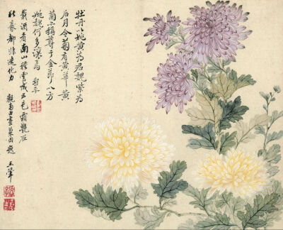 秋菊盛开