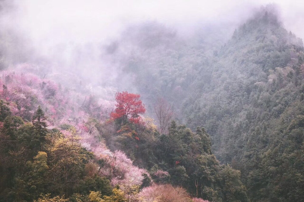 【原创】《暮春的相思》
星闪闪
陪伴，月下一抹孑然
星芒，刺破铠甲
袒露贝母的柔软
似最亮的眼眸
看透一切，与我有关
不想，背着空壳，闪躲
沉沦至有你的星河
迎向坦然，迎向你
你手，指向的弧度
是风月的霞帔
是含宿雨的桃红
是佛前跪破的蒲团
文/悠然（@一诗一文 ）
图/安徽黄山卖花渔村 #诗词# #情感#