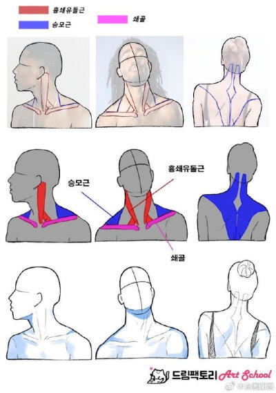 头颈肩结构教程。