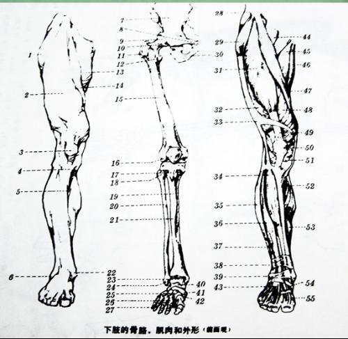 骨骼