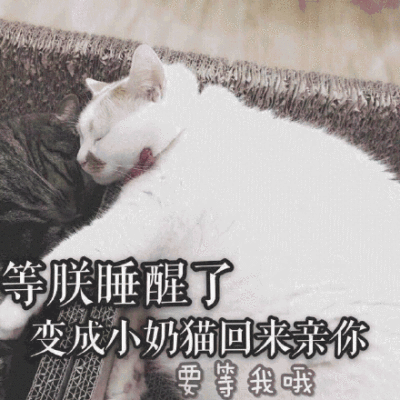 等朕睡醒了，变成小奶猫回来亲亲