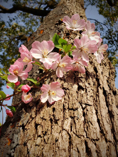 见证花开