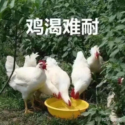 动物搞笑表情包