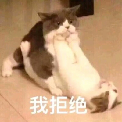 猫咪沙雕表情包