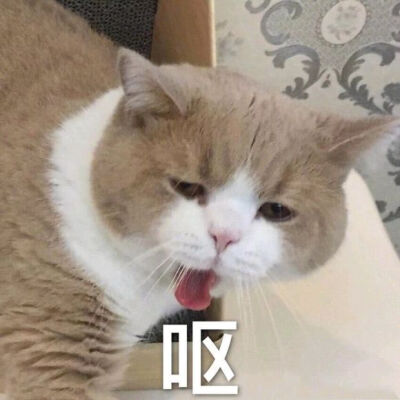 猫咪沙雕表情包