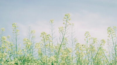 油菜花背景素材