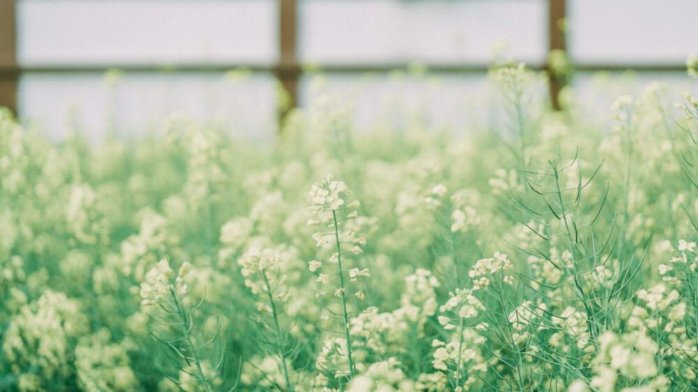 油菜花背景素材