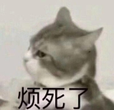 猫咪沙雕表情包