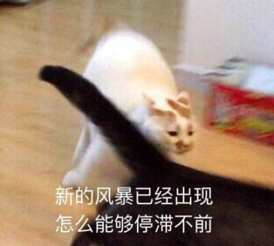 猫咪沙雕表情包