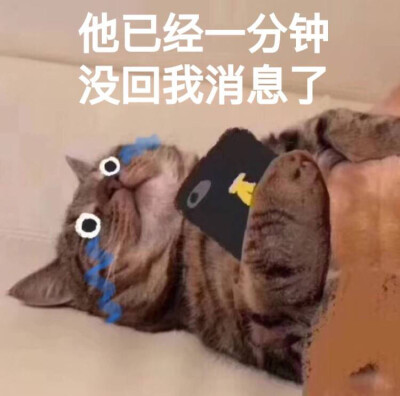 猫咪沙雕表情包