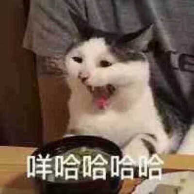 猫咪沙雕表情包