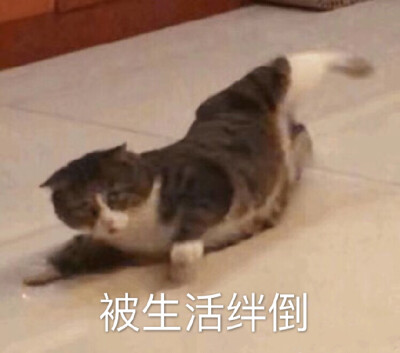 猫咪沙雕表情包