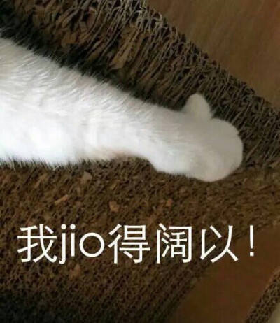 猫咪沙雕表情包