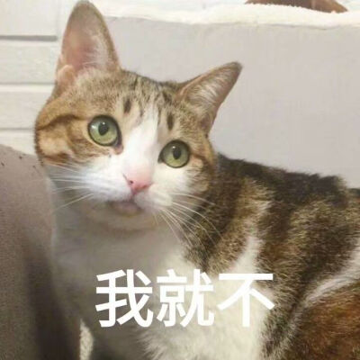 猫咪沙雕表情包