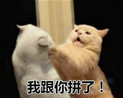 猫咪沙雕表情包