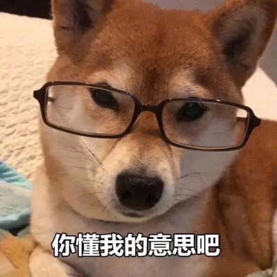 狗子