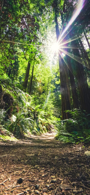 苹果11聊天背景图/壁纸/锁屏/