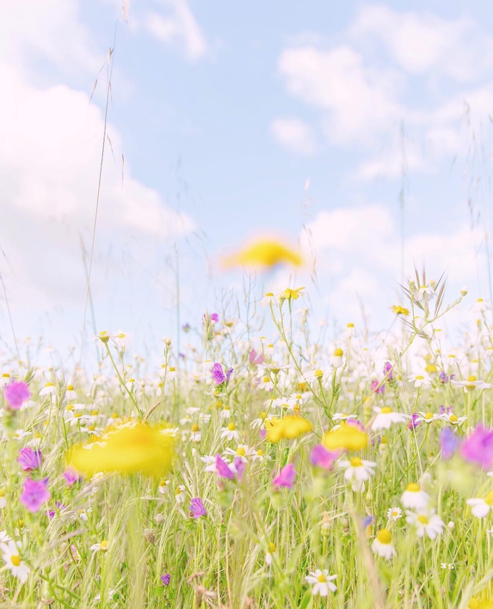 想和你一起看花海