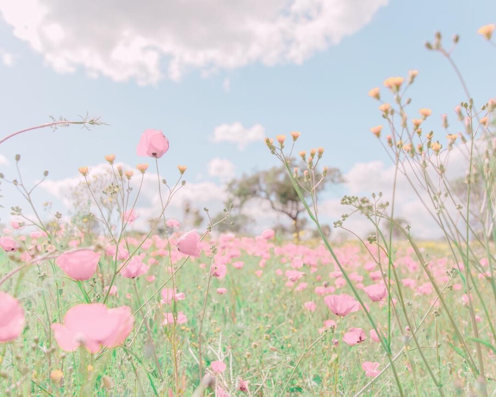 想和你一起看花海