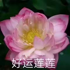 好运连连（莲花表情包）