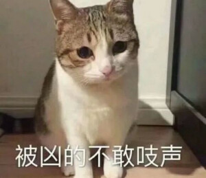 猫猫表情包