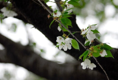  满庭芳 . 春桃
李国华
霞蔚晴空，窗前芳苑，蕾唇轻启花鲜。蝶随香舞，朵朵赛婵娟。似玉环回眸笑，更堪比、飞燕凭栏。凝思望、环肥燕瘦，绿叶躲花间。
赏桃林艳海，蕊熏人醉，忘返留连。恨东君，任霜…