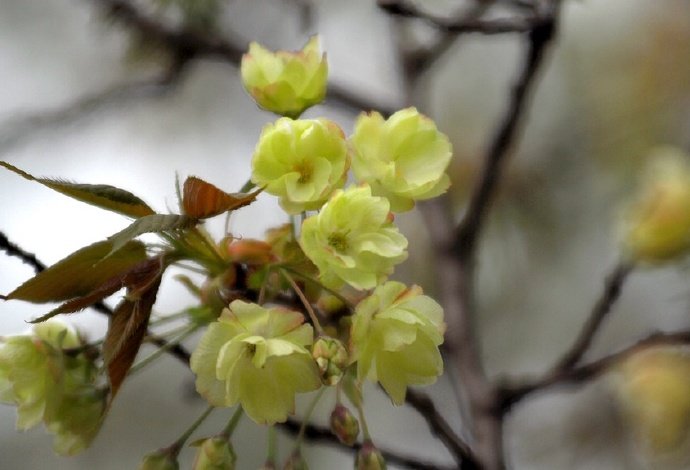  满庭芳 . 春桃
李国华
霞蔚晴空，窗前芳苑，蕾唇轻启花鲜。蝶随香舞，朵朵赛婵娟。似玉环回眸笑，更堪比、飞燕凭栏。凝思望、环肥燕瘦，绿叶躲花间。
赏桃林艳海，蕊熏人醉，忘返留连。恨东君，任霜摧躏红颜。玉碎香消魂去，潇湘院、谁葬花残？枝摇曳，泪痕点点，崔子送桃仙。