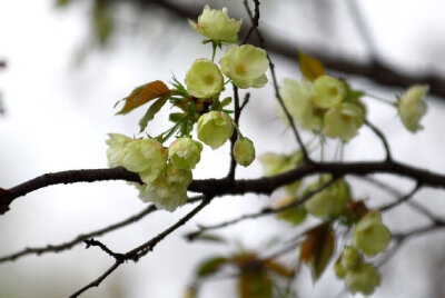  满庭芳 . 春桃
李国华
霞蔚晴空，窗前芳苑，蕾唇轻启花鲜。蝶随香舞，朵朵赛婵娟。似玉环回眸笑，更堪比、飞燕凭栏。凝思望、环肥燕瘦，绿叶躲花间。
赏桃林艳海，蕊熏人醉，忘返留连。恨东君，任霜…