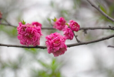  满庭芳 . 春桃
李国华
霞蔚晴空，窗前芳苑，蕾唇轻启花鲜。蝶随香舞，朵朵赛婵娟。似玉环回眸笑，更堪比、飞燕凭栏。凝思望、环肥燕瘦，绿叶躲花间。
赏桃林艳海，蕊熏人醉，忘返留连。恨东君，任霜…