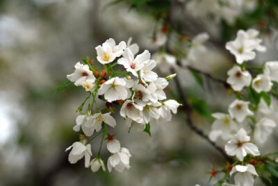  满庭芳 . 春桃
李国华
霞蔚晴空，窗前芳苑，蕾唇轻启花鲜。蝶随香舞，朵朵赛婵娟。似玉环回眸笑，更堪比、飞燕凭栏。凝思望、环肥燕瘦，绿叶躲花间。
赏桃林艳海，蕊熏人醉，忘返留连。恨东君，任霜…