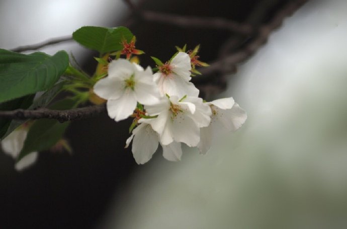  满庭芳 . 春桃
李国华
霞蔚晴空，窗前芳苑，蕾唇轻启花鲜。蝶随香舞，朵朵赛婵娟。似玉环回眸笑，更堪比、飞燕凭栏。凝思望、环肥燕瘦，绿叶躲花间。
赏桃林艳海，蕊熏人醉，忘返留连。恨东君，任霜摧躏红颜。玉碎香消魂去，潇湘院、谁葬花残？枝摇曳，泪痕点点，崔子送桃仙。