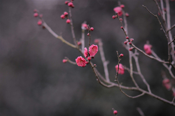 【原创】《满庭芳 . 春桃》
霞蔚晴空，窗前芳苑，蕾唇轻启花鲜。蝶随香舞，朵朵赛婵娟。似玉环回眸笑，更堪比、飞燕凭栏。凝思望、环肥燕瘦，绿叶躲花间。
赏桃林艳海，蕊熏人醉，忘返留连。恨东君，任霜摧躏红颜。玉碎香消魂去，潇湘院、谁葬花残？枝摇曳，泪痕点点，崔子送桃仙。
文/李国华（@一诗一文 ）#诗词# #春天#