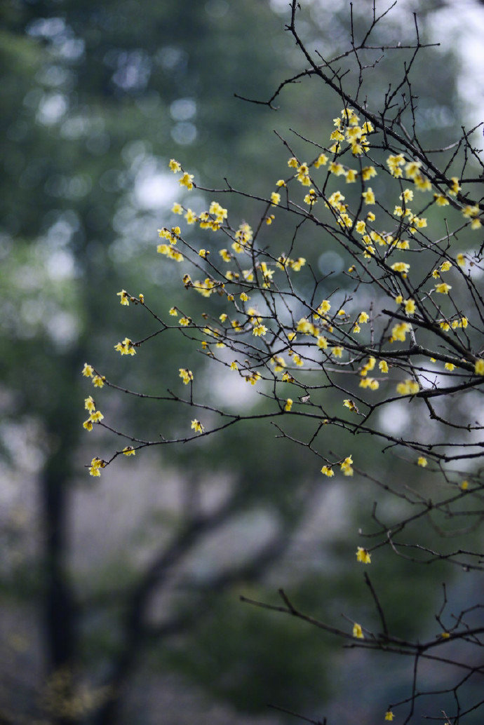 【原创】《满庭芳 . 春桃》
霞蔚晴空，窗前芳苑，蕾唇轻启花鲜。蝶随香舞，朵朵赛婵娟。似玉环回眸笑，更堪比、飞燕凭栏。凝思望、环肥燕瘦，绿叶躲花间。
赏桃林艳海，蕊熏人醉，忘返留连。恨东君，任霜摧躏红颜。玉碎香消魂去，潇湘院、谁葬花残？枝摇曳，泪痕点点，崔子送桃仙。
文/李国华（@一诗一文 ）#诗词# #春天#