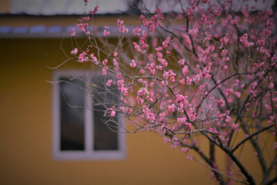 【原创】《满庭芳 . 春桃》
霞蔚晴空，窗前芳苑，蕾唇轻启花鲜。蝶随香舞，朵朵赛婵娟。似玉环回眸笑，更堪比、飞燕凭栏。凝思望、环肥燕瘦，绿叶躲花间。
赏桃林艳海，蕊熏人醉，忘返留连。恨东君，任霜摧躏红颜…