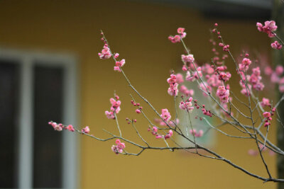 【原创】《满庭芳 . 春桃》
霞蔚晴空，窗前芳苑，蕾唇轻启花鲜。蝶随香舞，朵朵赛婵娟。似玉环回眸笑，更堪比、飞燕凭栏。凝思望、环肥燕瘦，绿叶躲花间。
赏桃林艳海，蕊熏人醉，忘返留连。恨东君，任霜摧躏红颜…