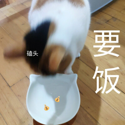 猫表情包 磕头 要饭 贫穷 沙雕表情包