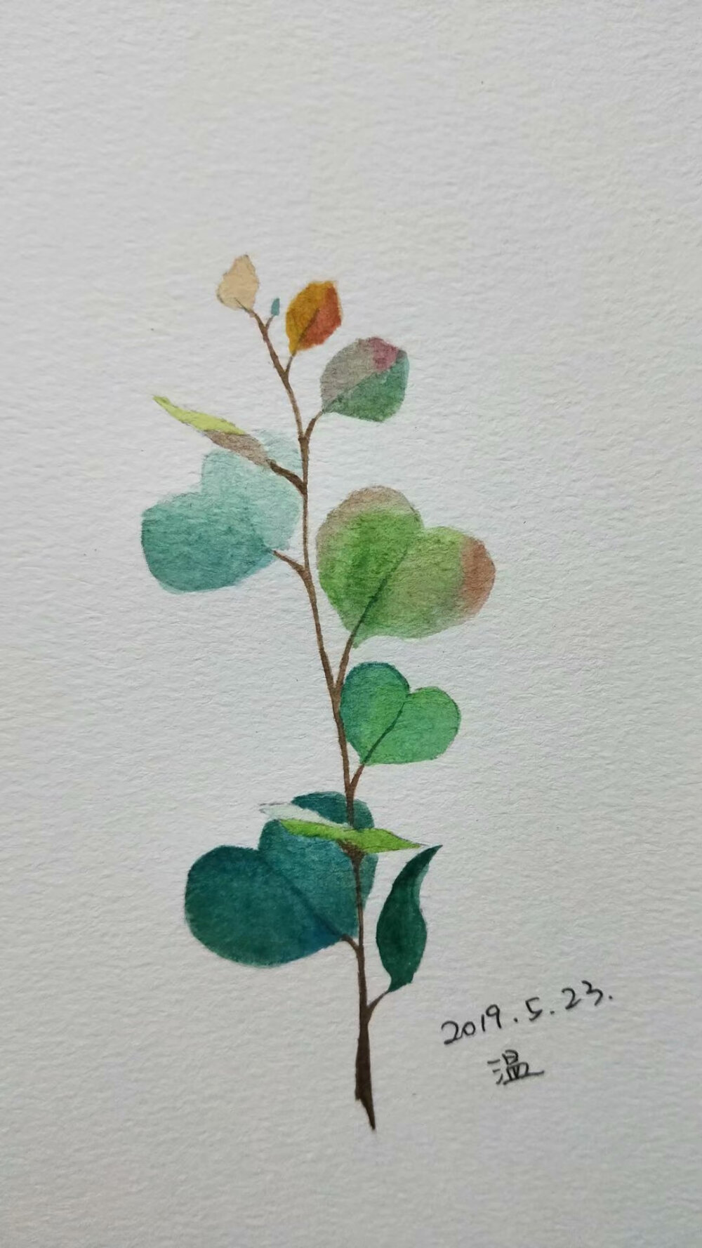 水彩植物小清新简单临摹练习