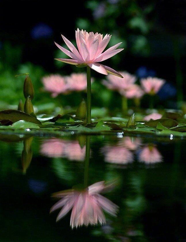 【原创】《雨时》
四月春雨，
细细淋过草香，
迎春花探出了脑袋。
六月夏雨，
听荷叶雨珠滚落，
不小心砸到了锦鱼背上。
八月秋雨，
看风中黄叶飞舞，
起起落落纠缠林中倦鸟。
十二月冬雨，
我坐在冰凌花开满的窗台，
时间终于将回忆凝固在白色花瓣。
一年四季的雨时，
你撑伞立在身侧，
一抹浅笑，便抵过我见过的所有风景。
文/Hlove王雅荟（@一诗一文 ） #诗词# #诗歌# #情书#