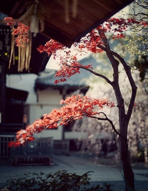 【原创】《雨时》
四月春雨，
细细淋过草香，
迎春花探出了脑袋。
六月夏雨，
听荷叶雨珠滚落，
不小心砸到了锦鱼背上。
八月秋雨，
看风中黄叶飞舞，
起起落落纠缠林中倦鸟。
十二月冬雨，
我坐在冰凌花开满的窗台，
时间终于将回忆凝固在白色花瓣。
一年四季的雨时，
你撑伞立在身侧，
一抹浅笑，便抵过我见过的所有风景。
文/Hlove王雅荟（@一诗一文 ） #诗词# #诗歌# #情书#