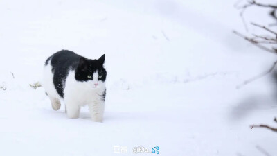 猫猫