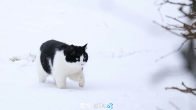 猫猫