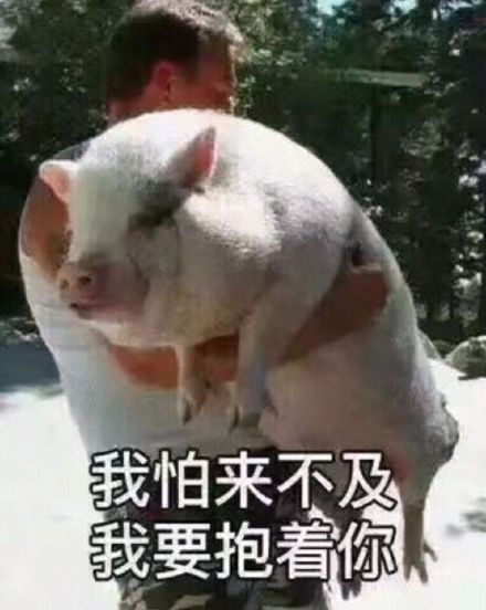 我怕来不及我要抱着你抱猪